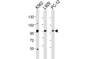 All lanes : Anti-STAT5A Antibody (C-term) at 1:2000 dilution Lane 1: K562 whole cell lysates Lane 2:  whole cell lysates Lane 3: PC-12 whole cell lysates Lysates/proteins at 20 μg per lane. (STAT5A 抗体  (C-Term))
