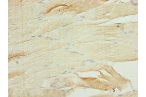 Immunohistochemistry of paraffin-embedded human skeletal muscle tissue using ABIN7167180 at dilution of 1:100 (Rasl10b 抗体  (AA 15-200))