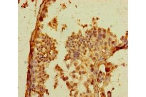 Immunohistochemistry of paraffin-embedded human testis tissue using ABIN7164461 at dilution of 1:100 (GPR156 抗体  (AA 614-814))