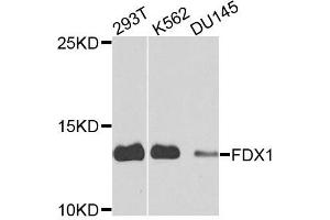 Western blot analysis of extracts of various cells, using FDX1 antibody. (Ferredoxin1 (FDX1) 抗体)