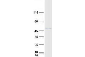 Western Blotting (WB) image for Zinc Finger Protein 24 (ZNF24) protein (Myc-DYKDDDDK Tag) (ABIN2735973)