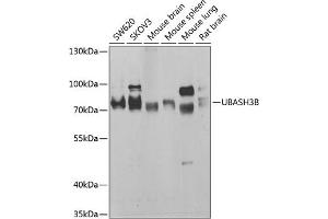 Western blot analysis of extracts of various cell lines, using UBB antibody (ABIN6130181, ABIN6149775, ABIN6149776 and ABIN6222958) at 1:1000 dilution. (UBASH3B 抗体  (AA 1-300))