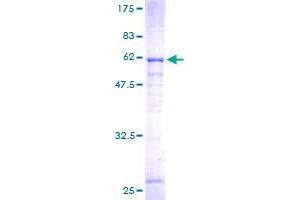 SULT4A1 Protein (AA 1-284) (GST tag)