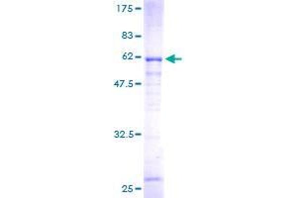 SULT4A1 Protein (AA 1-284) (GST tag)