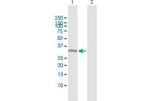 Western Blot analysis of ING1 expression in transfected 293T cell line by ING1 MaxPab polyclonal antibody. (ING1 抗体  (AA 1-279))