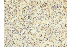 Immunohistochemistry (IHC) image for anti-Hydrogen Voltage-Gated Channel 1 (HVCN1) (AA 1-100) antibody (ABIN7175617)