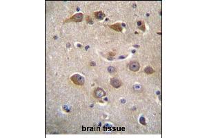 RAB40AL Antibdy (N-term) (ABIN655950 and ABIN2845336) immunohistochemistry analysis in formalin fixed and paraffin embedded human brain tissue followed by peroxidase conjugation of the secondary antibody and DAB staining. (RAB40AL 抗体  (N-Term))