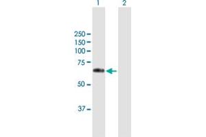 Western Blot analysis of WFIKKN2 expression in transfected 293T cell line by WFIKKN2 MaxPab polyclonal antibody. (WFIKKN2 抗体  (AA 1-576))