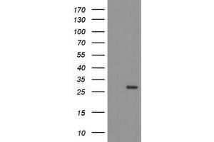 Image no. 1 for anti-THAP Domain Containing 6 (THAP6) antibody (ABIN1501373) (THAP6 抗体)