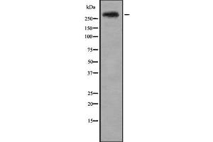 Western blot analysis of CENPE using HepG2 whole cell lysates (CENPE 抗体  (C-Term))