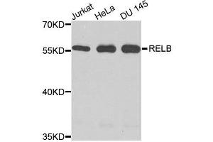 Western blot analysis of extracts of various cell lines, using RELB antibody. (RELB 抗体  (AA 380-579))