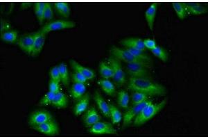 Immunofluorescent analysis of HepG2 cells using ABIN7154672 at dilution of 1:100 and Alexa Fluor 488-congugated AffiniPure Goat Anti-Rabbit IgG(H+L) (GNG4 抗体  (AA 1-72))