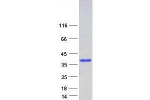 Validation with Western Blot (PPIE Protein (Transcript Variant 3) (Myc-DYKDDDDK Tag))