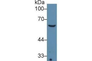 Detection of COL8a1 in Sp2/0 cell lysate using Monoclonal Antibody to Collagen Type VIII Alpha 1 (COL8a1) (COL8A1 抗体  (AA 575-743))