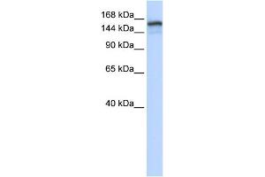 WB Suggested Anti-NFKBIL2 Antibody Titration:  0. (NFKBIL2 抗体  (Middle Region))