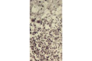 Mouse cerebellar cortex showing molecular cell layer (mc), Purkinje cells (Pc) and granular cell layer. (TXNL1 抗体  (C-Term))