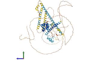 AlphaFold protein structure predicition of Mouse Recombinant Foxp1 Protein, UniprotID P58462 (FOXP1 Protein (AA 1-705) (His tag))