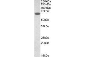 Western Blotting (WB) image for anti-Protein Disulfide Isomerase Family A, Member 2 (PDIA2) (AA 477-489) antibody (ABIN1491836) (PDIA2 抗体  (AA 477-489))
