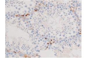 ABIN6267576 at 1/200 staining Mouse testis tissue sections by IHC-P. (Smad2/3 抗体  (pThr8, Thr8))