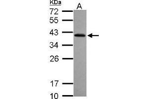 Western Blotting (WB) image for anti-Ret Finger Protein-Like 2 (RFPL2) (AA 58-263) antibody (ABIN1500674) (RFPL2 抗体  (AA 58-263))