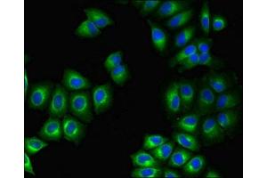 Immunofluorescent analysis of A549 cells using ABIN7164501 at dilution of 1:100 and Alexa Fluor 488-congugated AffiniPure Goat Anti-Rabbit IgG(H+L) (GPR75 抗体  (AA 372-540))