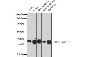 Western blot analysis of extracts of various cell lines, using RING1B/RNF2 Rabbit mAb (ABIN7270070) at 1:1000 dilution. (RNF2 抗体)