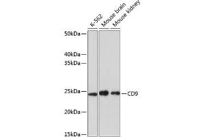 Western blot analysis of extracts of various cell lines, using CD9 antibody (ABIN7266227) at 1:1000 dilution. (CD9 抗体)