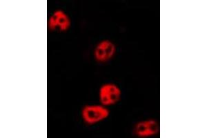 ABIN6274018 staining HepG2 by IF/ICC. (Histone 3 抗体  (H3K14me, H3K14me2, H3K14me3))
