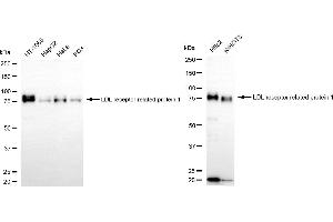 Western blotting analysis using LDL receptor related protein 1 antibody (ABIN7799281). (Recombinant LRP1 抗体)