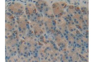 Detection of RPRM in Rat Stomach Tissue using Polyclonal Antibody to Reprimo (RPRM) (Reprimo 抗体  (AA 1-109))