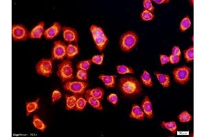 Immunofluorescence (IF) image for anti-Vascular Endothelial Growth Factor (VEGF) (AA 27-120) antibody (ABIN727205)