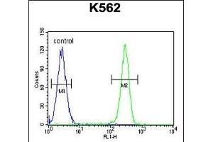 TNFSF4 Antibody (Center) (ABIN655028 and ABIN2844659) flow cytometric analysis of K562 cells (right histogram) compared to a negative control cell (left histogram). (TNFSF4 抗体  (AA 97-125))