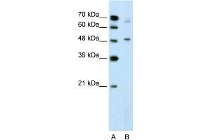 WB Suggested Anti-NR0B1 Antibody Titration:  2. (NR0B1 抗体  (N-Term))