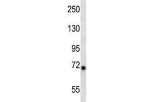 Western Blotting (WB) image for anti-Inhibitor of kappa Light Polypeptide Gene Enhancer in B-Cells, Kinase epsilon (IKBKE) (AA 470-498) antibody (ABIN3028735)