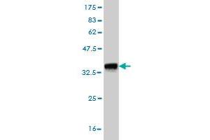 Western Blot detection against Immunogen (36. (Exonuclease 1 抗体  (AA 747-846))