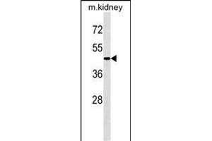 G4A Antibody  1808c western blot analysis in mouse kidney tissue lysates (35 μg/lane). (ATG4A 抗体  (AA 363-392))