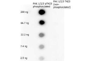 Dot Blot of Rabbit anti-PAK 1/2/3 pT423 antibody. (PAK1/2/3 抗体  (pThr423))