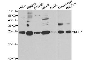 Western blot analysis of extracts of various cell lines, using RPS7 antibody. (RPS7 抗体)