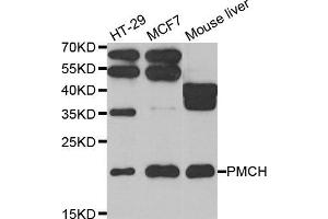 Western blot analysis of extracts of various cell lines, using PMCH antibody. (PMCH 抗体)