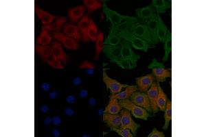 ABIN6257934 and ABIN6274849 staining Hela cells by IF/ICC.