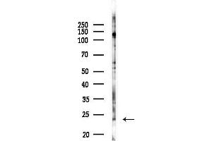 Western blot analysis of lysates from Hela cells(LPS 4h treatment), using THEM6 Antibody at 1/1000 dilution.