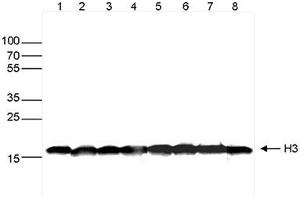 Western blot was performed on whole cell extracts (30μg) from different cell types (lane 1: HeLa, lane 2: K562, lane 3: MCF7, lane 4: U2OS, lane 5: HepG2, lane 6: Jurkat, lane 7: NIH3T3, lane 8: E14Tg2a mouse ES cells) using H3pan Monoclonal Antibody at 1:1,000 dilution in TBS-Tween containing 5% skimmed milk, followed by secondary antibody incubation and exposure.