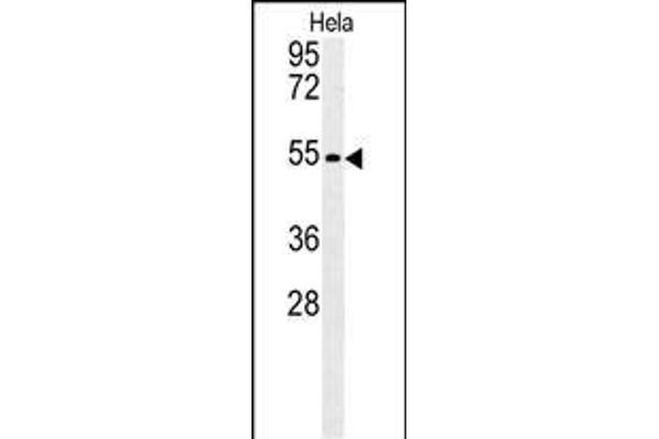 KLF17 抗体  (AA 243-271)
