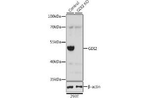 Western blot analysis of extracts from normal (control) and GDI2 knockout (KO) 293T cells, using GDI2 antibody (ABIN6129647, ABIN6141048, ABIN6141049 and ABIN7101828) at 1:2000 dilution. (GDI2 抗体  (AA 296-445))