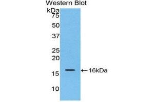 Western Blotting (WB) image for anti-Interleukin 16 (IL16) (AA 1203-1322) antibody (ABIN1859347) (IL16 抗体  (AA 1203-1322))