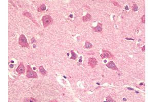 Anti-KPNA5 antibody IHC staining of human brain, cortex. (KPNA5 抗体  (N-Term))