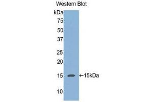 Western Blotting (WB) image for anti-Regenerating Islet-Derived 3 alpha (REG3A) (AA 40-164) antibody (ABIN1078468) (REG3A 抗体  (AA 40-164))