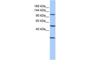 Western Blotting (WB) image for anti-Stromal Antigen 3 (STAG3) antibody (ABIN2463593) (STAG3 抗体)