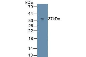 Detection of Recombinant PLIN3, Human using Polyclonal Antibody to Perilipin 3 (PLIN3) (PLIN3 抗体  (AA 134-434))