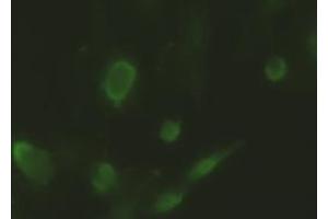 Anti-ID2 mouse monoclonal antibody (ABIN2452680) immunofluorescent staining of HeLa cells transiently transfected by pCMV6-ENTRYID2 (RC205324) (Id2 抗体)
